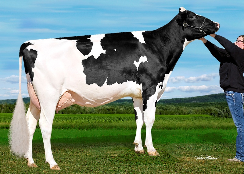 DAM: SHEEKNOLL BEEMER 2597 VG-2YR 1*