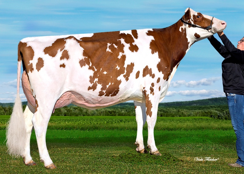 2nd DAM: MS APPLE ANARA-RED VG-88 5*