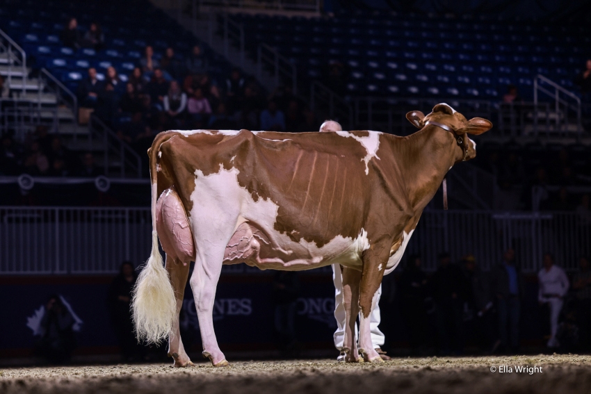 DAM: BLONDIN RD UNSTOPABULL MAPLE EX-94-4YR