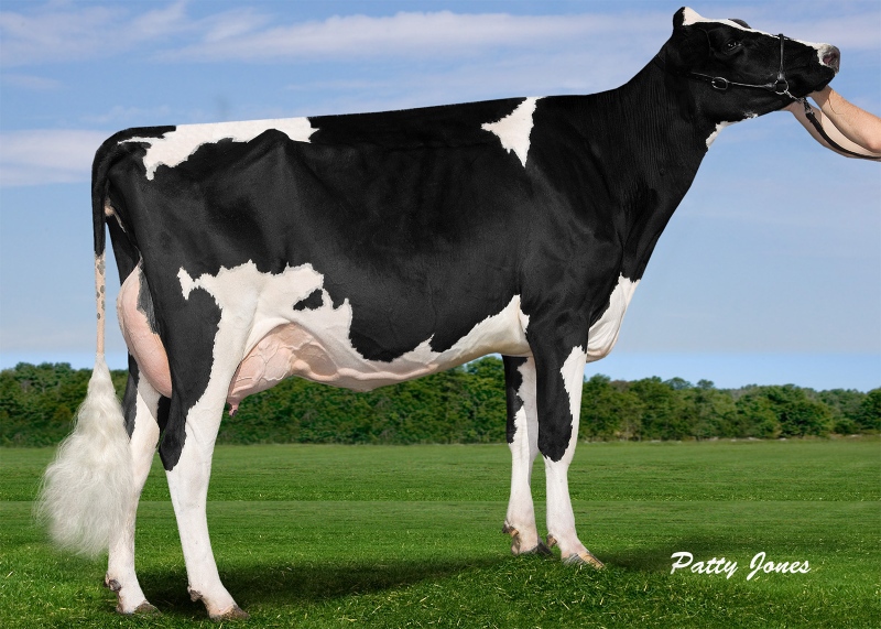 3rd DAM: CHERRY CREST FINAL CUT ROZ VG-88-3YR