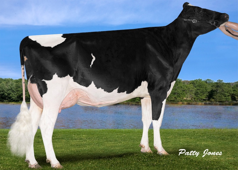 2nd DAM: SERENITYHILL NIAGRA ROZ EX-2E 15*