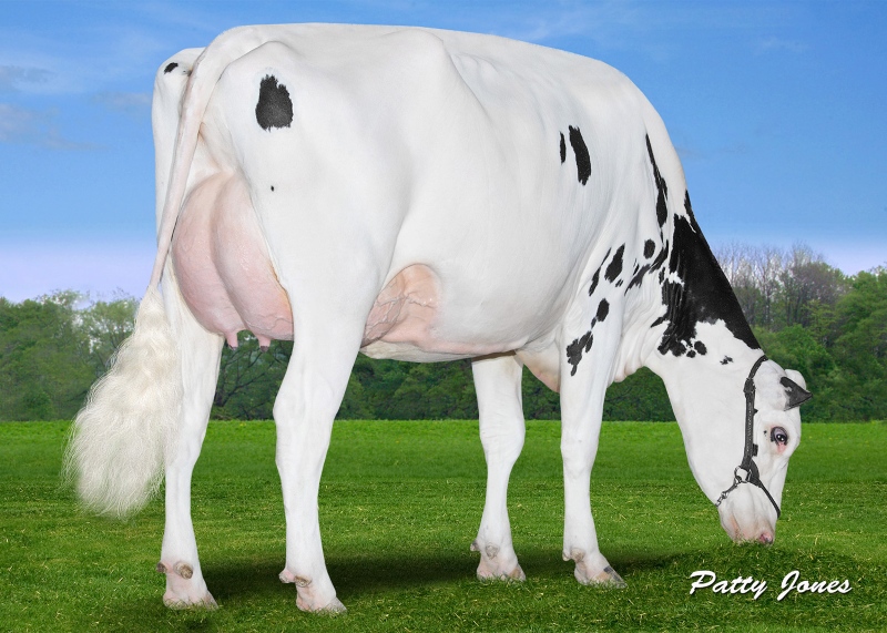 3rd DAM: CLAYNOOK CLARISSA ALTASPRING EX-91-4E 5*