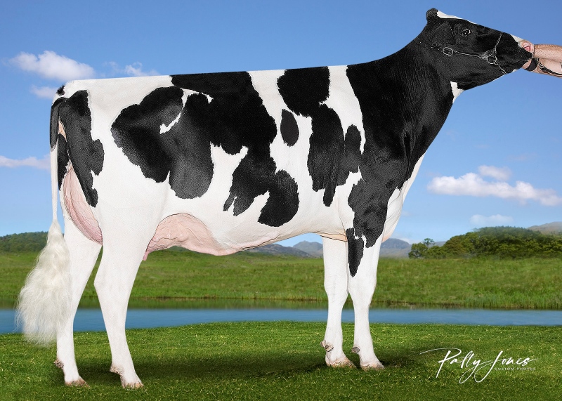 2nd DAM: VOGUE BIGHIT SERENITY PP VG-2YR 2*