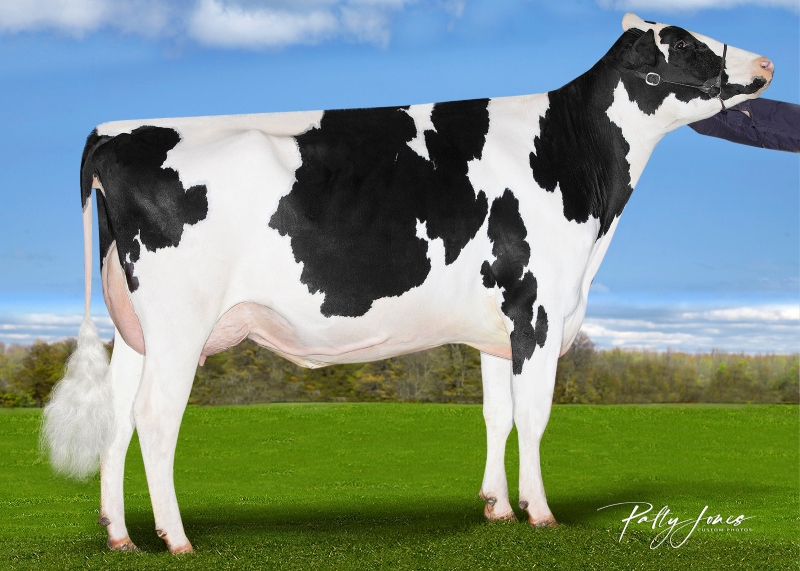 2nd DAM: SILVERCAP LUSTER STILLNESS-PP VG-86 1*