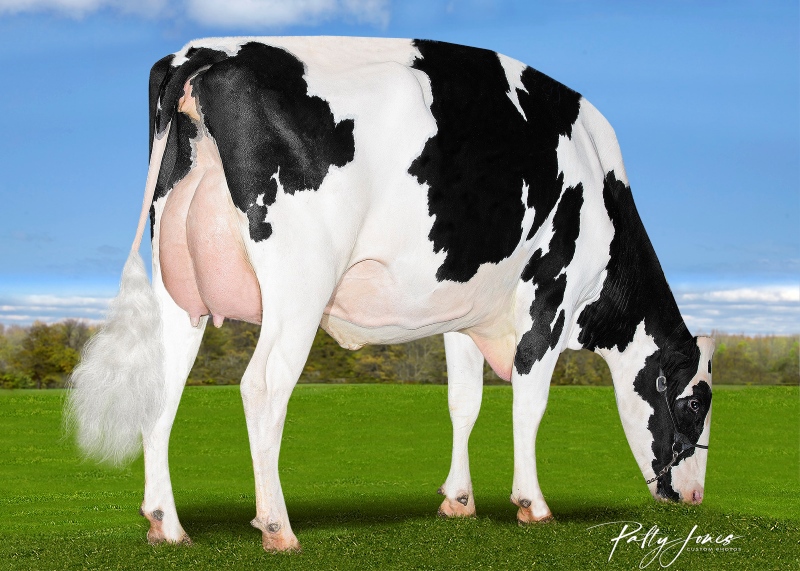 DAM: SILVERCAP LUSTER STILLNESS PP VG-86-3YR