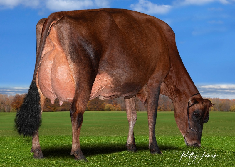 DAM: AVONLEA CHIP'S CHIQUITA EX-5YR