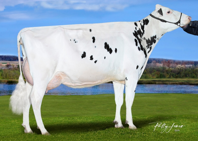 SHAYLAS HWAVE SIN WAGON VG-85-1YR