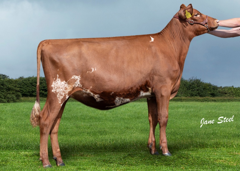 PRIESTLAND AUTOGRAPH CLOVER