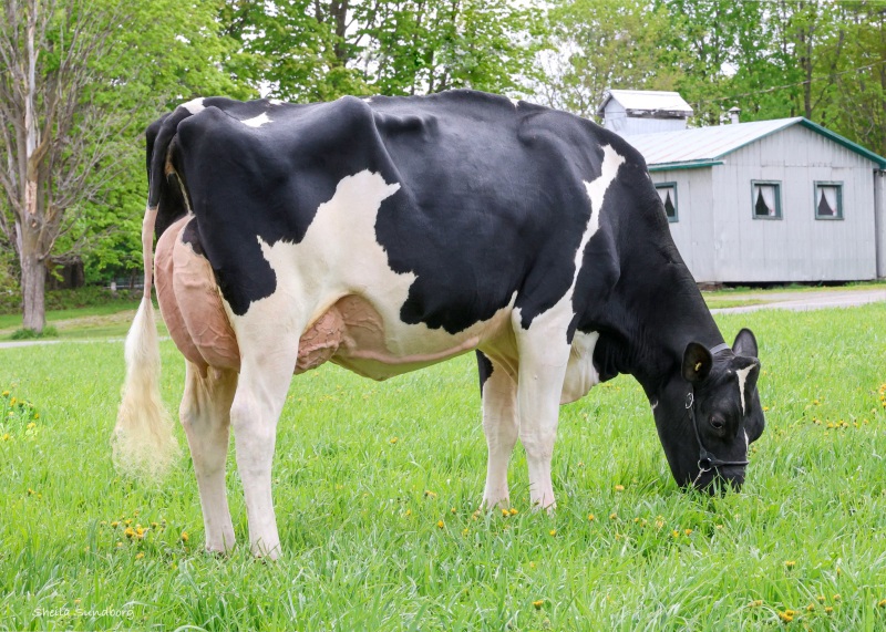 2nd DAM: MYSTIQUE ROZUME ANICET EX-91-2E 2*