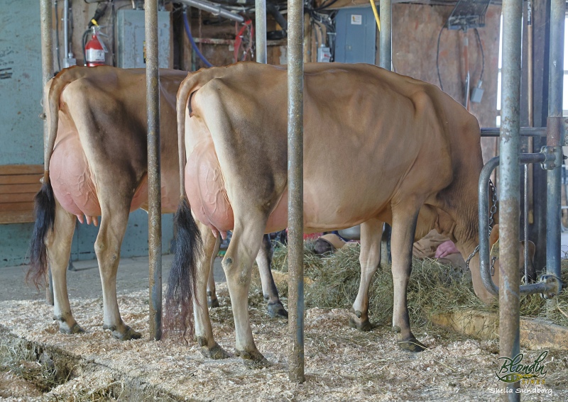 STEESHANIE MAVERICK BECCA VG-87-2YR & JULYNE VG-86-2YR