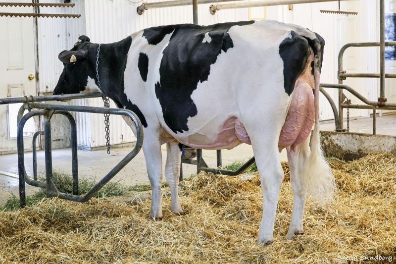 LOVHILL LIMITED P DOUNOT HOLE VG-87-3YR