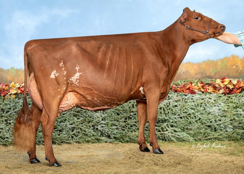 DAM: BRICKER-FARMS KING CINDERE EX-92L