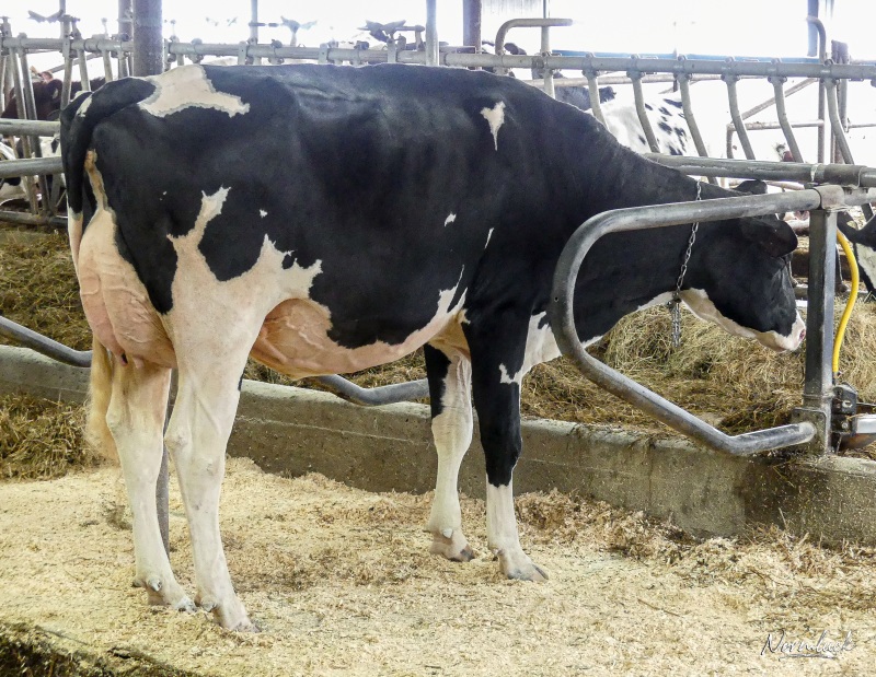 ALLWICK ALEXIA VG-87-3YR