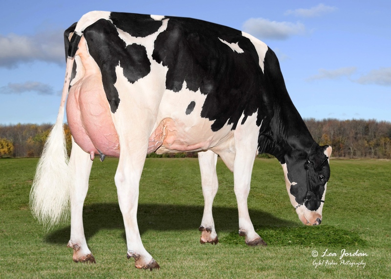 DAM: AOT GAMEDAY HOMAGE VG-87-3YR