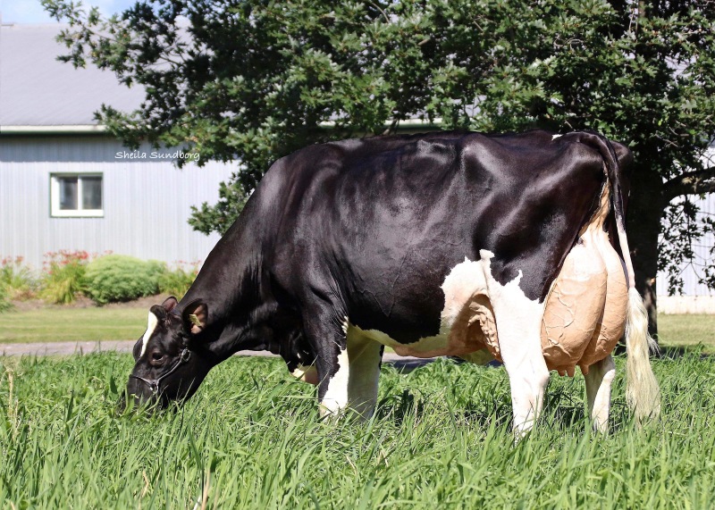 2nd DAM: MYSTIQUE EXTREME ABRICOT EX-93-5E 10*