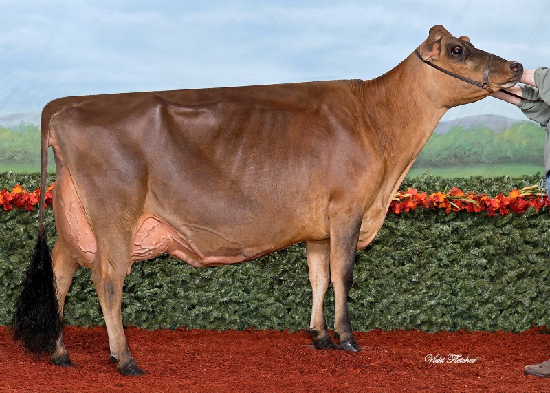 2nd DAM: AVONLEA PREMIER CHOCOLATE CHIP EX-96-2E 5*