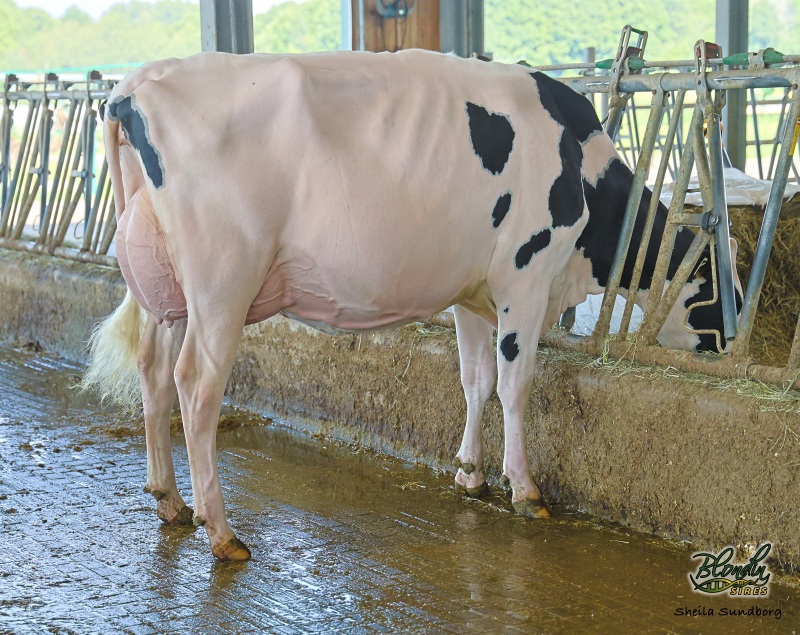 DAM: BLONDIN ALLIGATOR DARLING VG-88-3YR