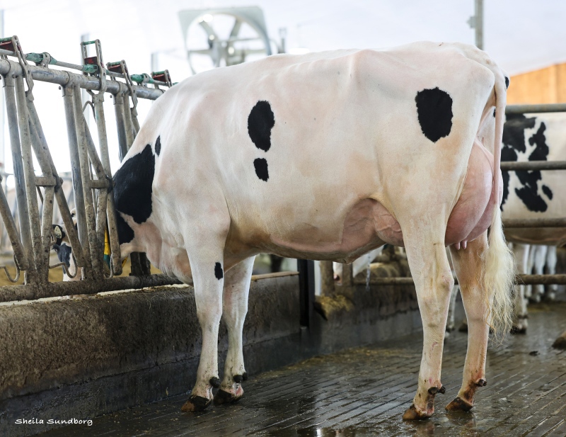BLONDIN DESTINYS CHILD VG-86-2YR
