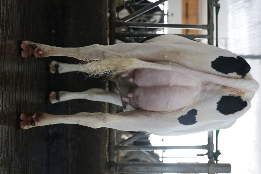 BLONDIN DIRECT CHAOS VG-86-2YR
