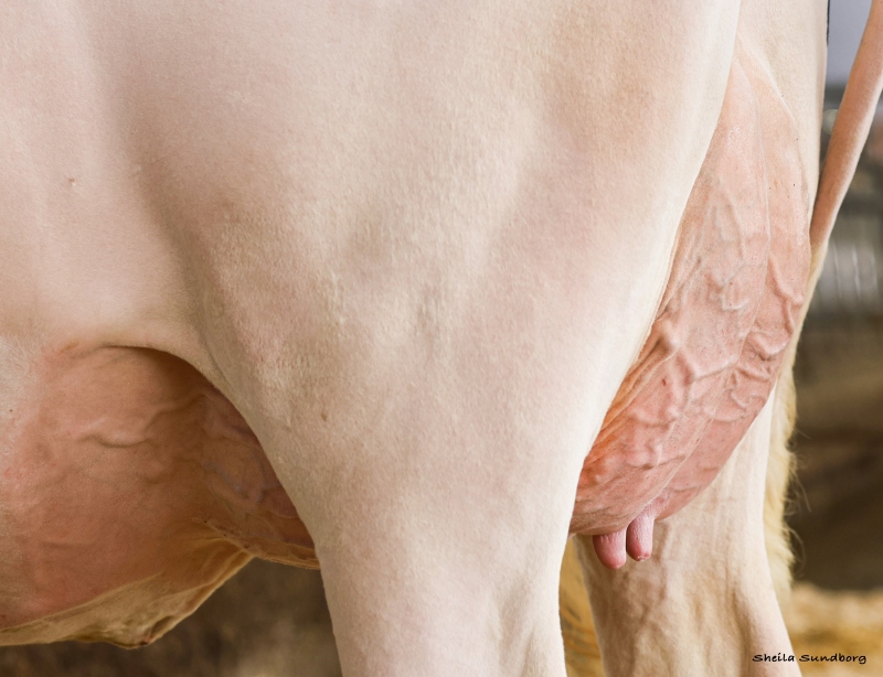 BLONDIN SALUTE SHATTER VG-87-2YR