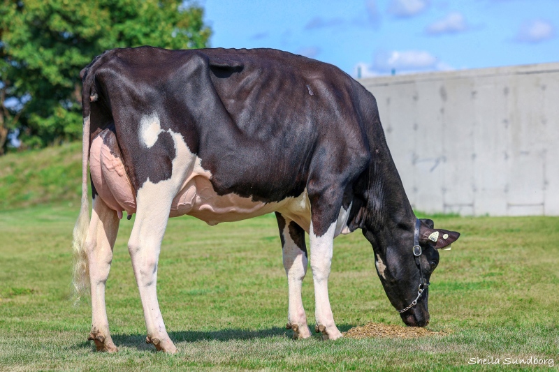BLONDIN MAJOR DEAL VG-86-1YR