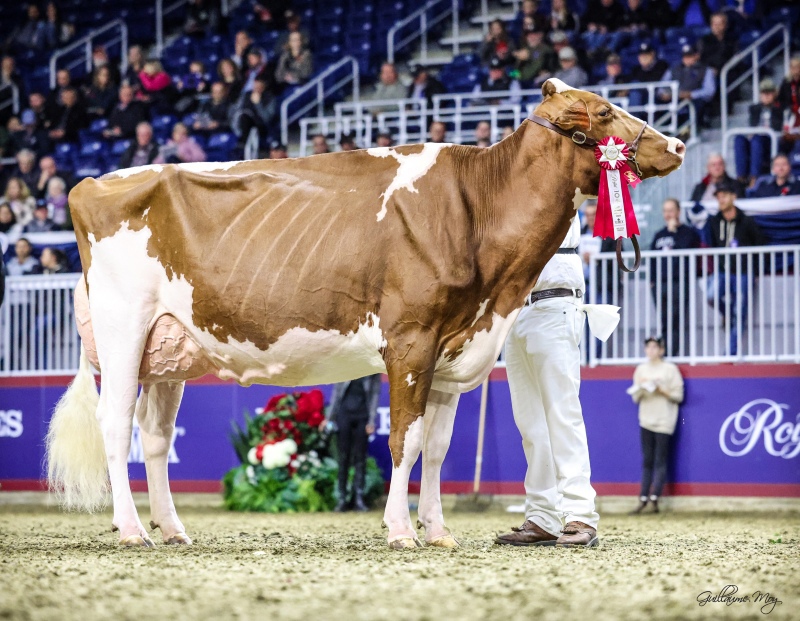 DAM: BLONDIN RD UNSTOPABULL MAPLE EX-94-4YR