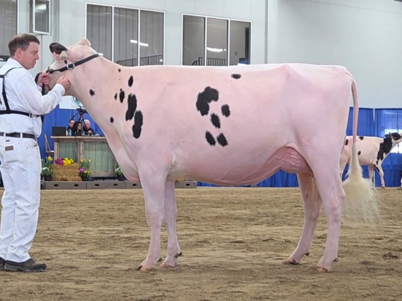 BLONDIN SALUTE SHATTER VG-87-2YR