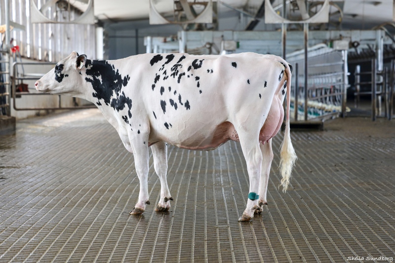 BRAEMAR MIRANDA'S MARVEL VG-87-2YR