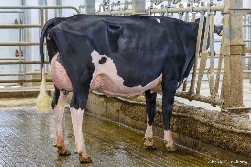 BARD LOGIC ZANDRIX VG-2YR