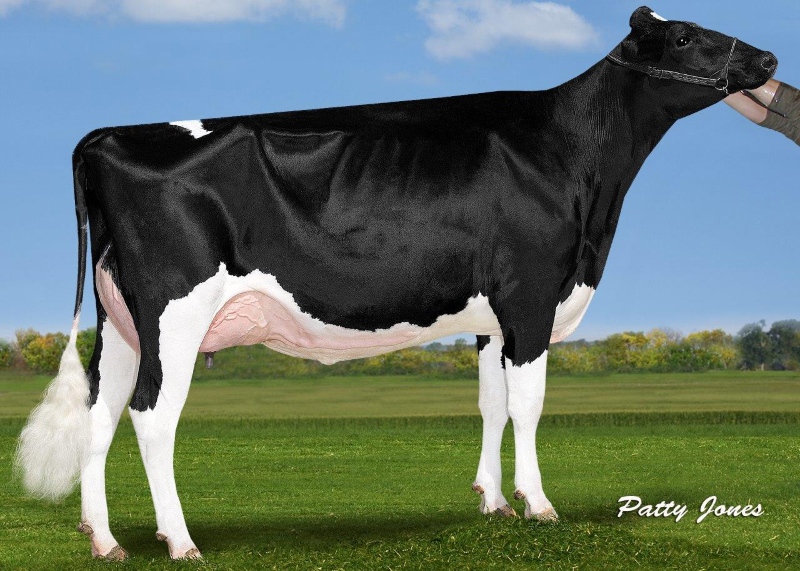 3rd DAM: BELFAST DOORMAN LOVESTRUCK VG-88-3YR 7*