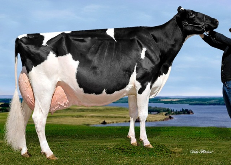 5th DAM: BELFAST GOLDWYN LASENZA EX-95-3E 31*