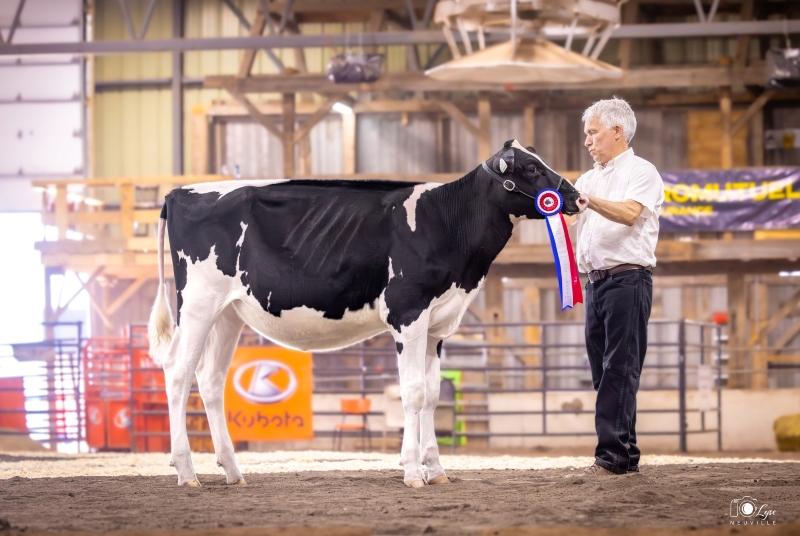 BELFAST SALUTE LACAZETTE