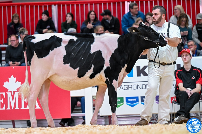 BELIEVE LEYTON SYRAH