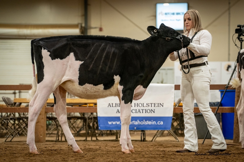 BENBIE LOGIC AMETHYST