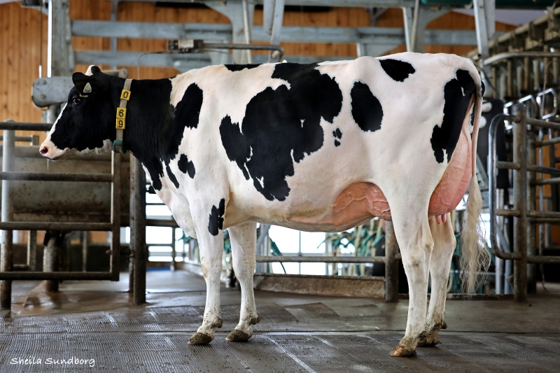 BLONDIN ALCOVE DOLPHIN VG-86-2YR