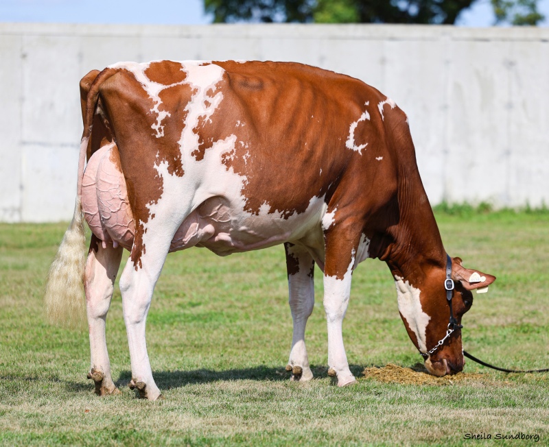 BLONDIN ALPHA AQUILA VG-89-2YR