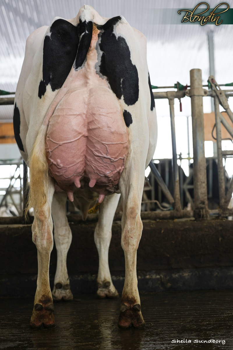 Blondin Avenger Roma EX-91-4YR