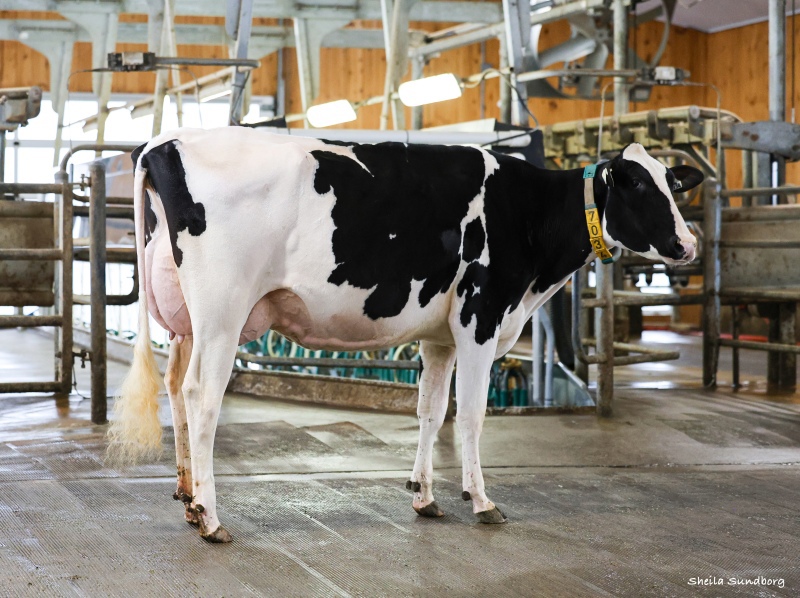 BLONDIN DESTINATION LOUISIANA VG-86-2YR