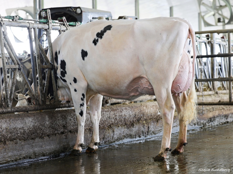 BLONDIN DESTINATION SPAIN VG-87-2YR