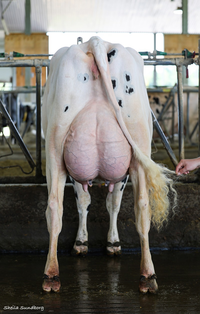 DAM: BLONDIN DESTINATION SPAIN VG-87-2YR