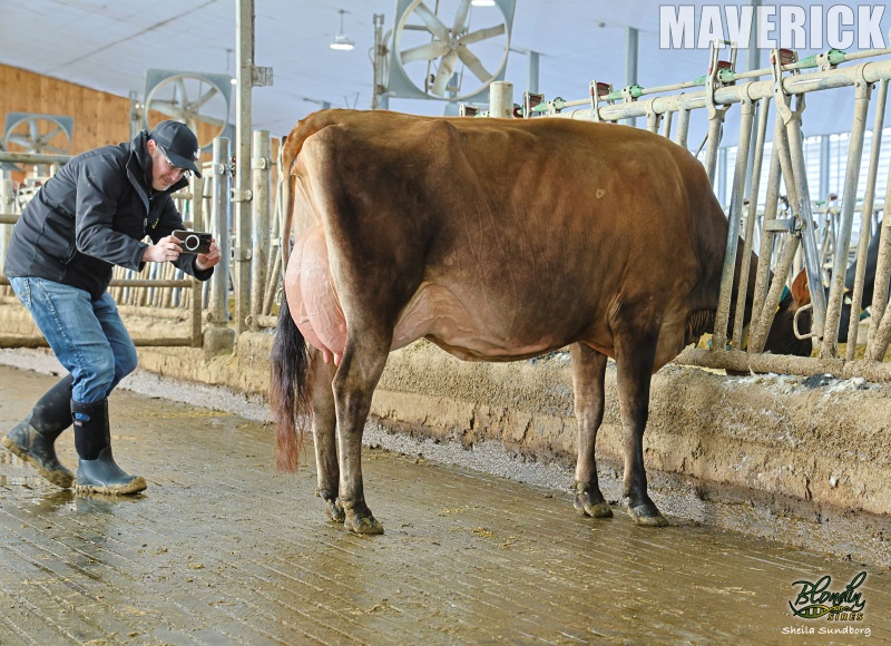 BLONDIN MAVERICK COCONUT VG-86-2YR