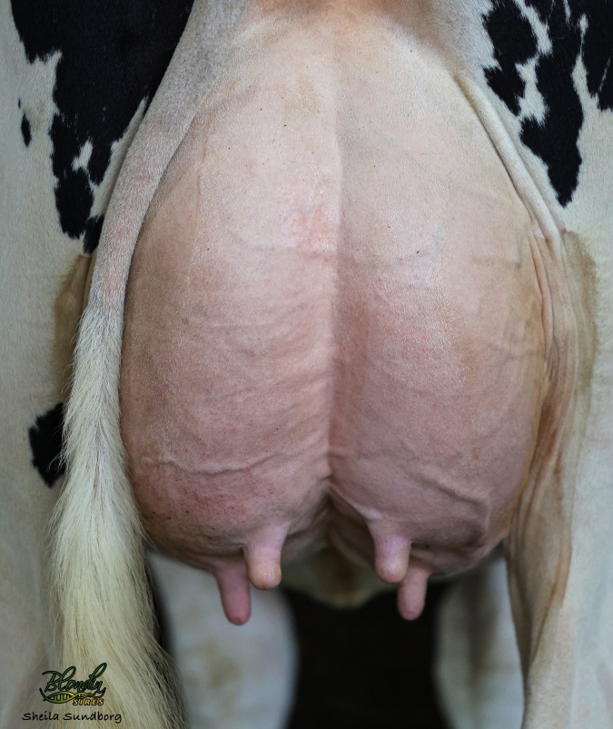 BLONDIN SALUTE TIMEPIECE VG-2YR