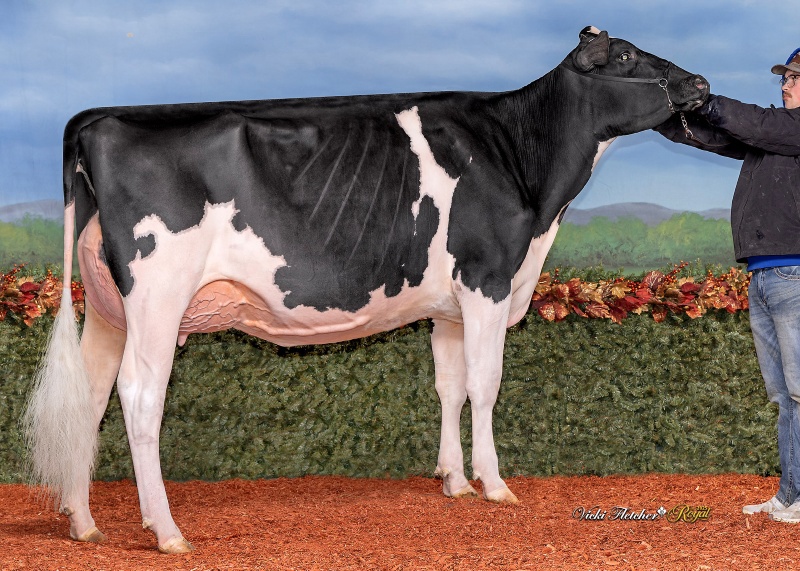 BLONDIN DETECTIVE BARCARDI VG-89-2YR