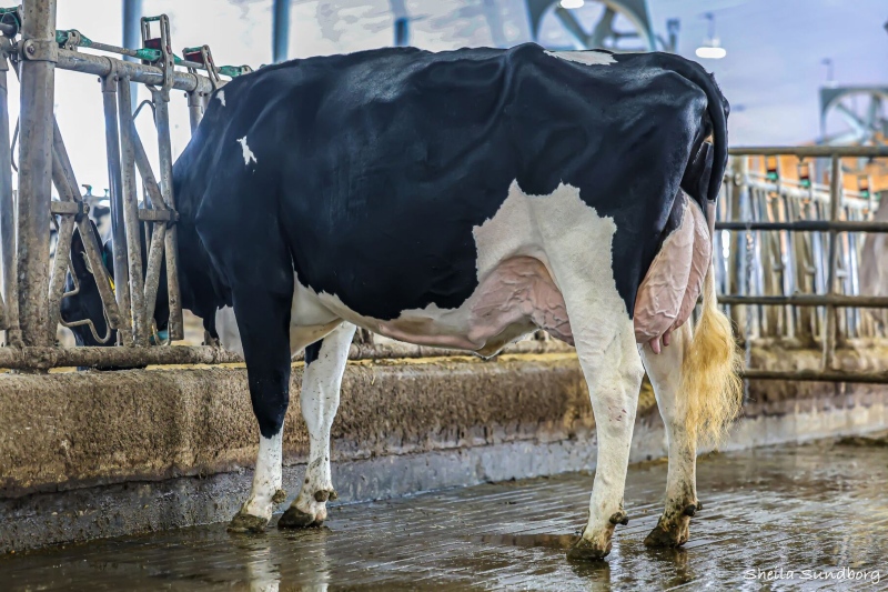 BLONDIN LEGEND LUCIOLE EX-92-4YR