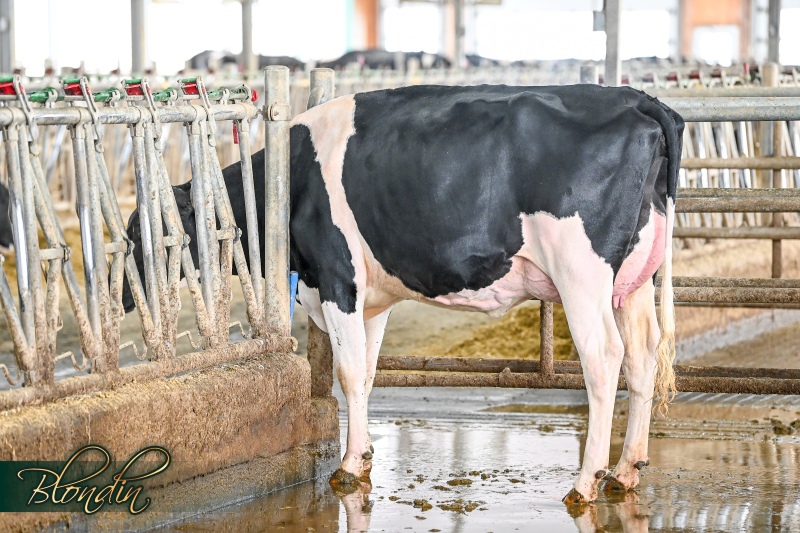BLONDIN LEGEND SHAKIRA VG-88-3YR