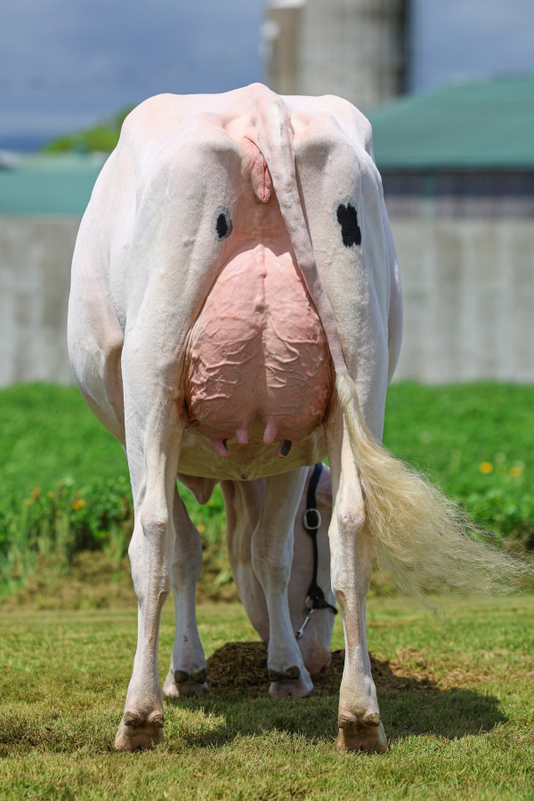 BLONDIN SALUTE SHATTER VG-87-2YR