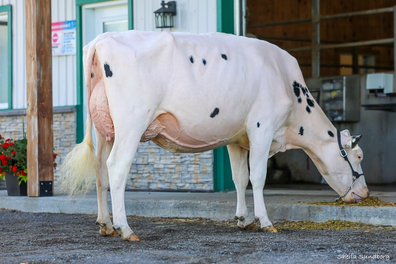 BLONDIN SALUTE SHATTER VG-87-2YR