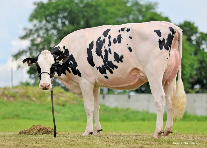 BLONDIN SALUTE TEARFUL VG-87-2YR