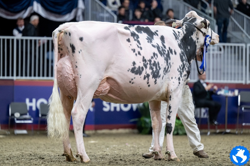 BONACCEUIL AKI AVENGER VG-86-2YR