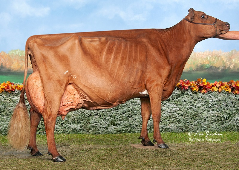 2nd DAM: BRICKER-FARMS GIBBS CARVELLA EX-96